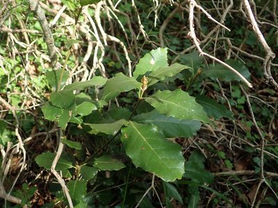 Quercus ilex, photographed by Daniel Cahen
