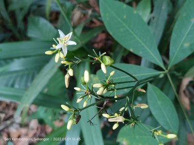 Dianella ensifolia, photographed by Ong Jyh Seng