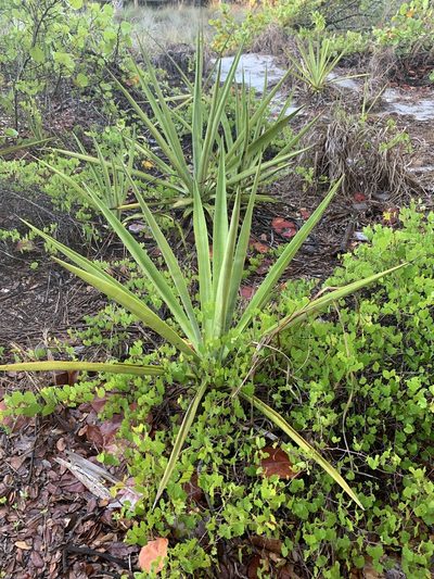 Agave decipiens, photographed by Claire Herzog