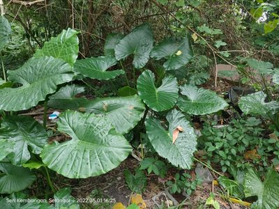 Alocasia odora, photographed by Ong Jyh Seng