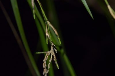 Earina mucronata, photographed by Christopher Stephens