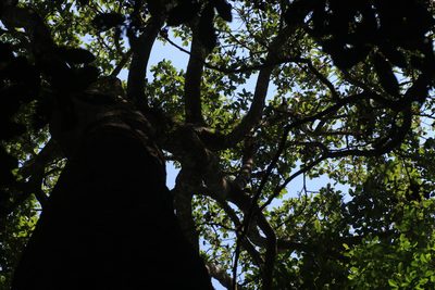 Dipterocarpus bourdillonii, photographed by madhavan a.p