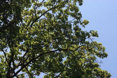 Dipterocarpus bourdillonii, photographed by madhavan a.p
