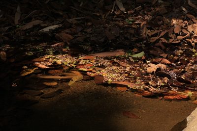 Dipterocarpus bourdillonii, photographed by madhavan a.p