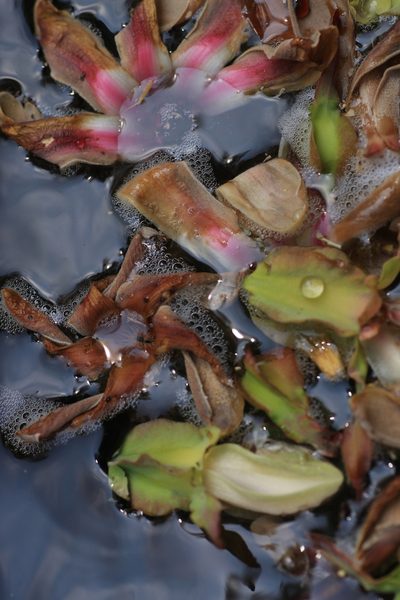 Dipterocarpus bourdillonii, photographed by madhavan a.p