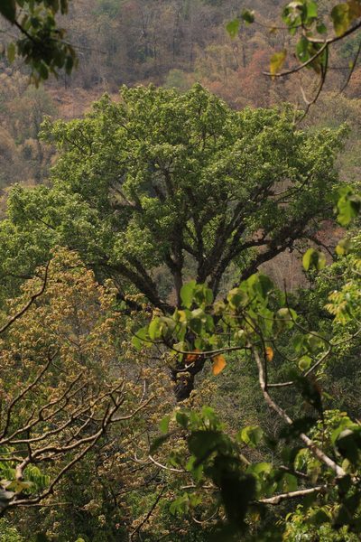 Dipterocarpus bourdillonii, photographed by madhavan a.p