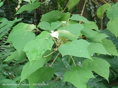 Mallotus paniculatus, photographed by Ong Jyh Seng
