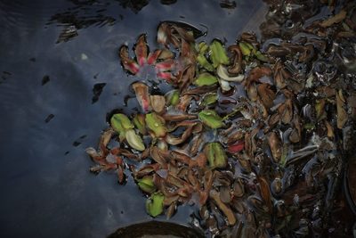 Dipterocarpus bourdillonii, photographed by madhavan a.p