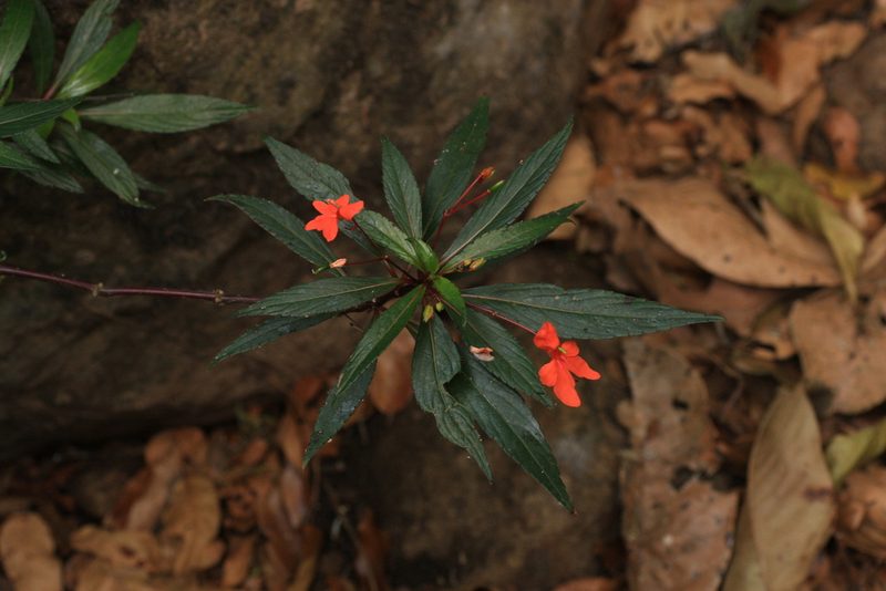 Impatiens verticillata, photographed by madhavan a.p