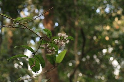 Ixora nigricans, photographed by madhavan a.p