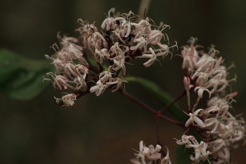 Ixora nigricans, photographed by madhavan a.p
