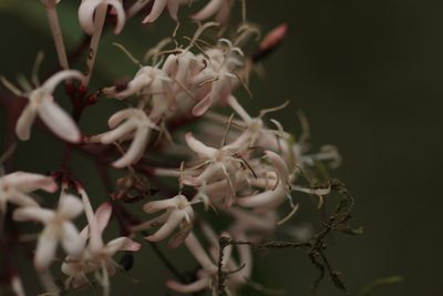 Ixora nigricans, photographed by madhavan a.p
