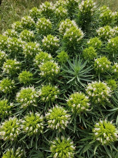 Echium aculeatum, photographed by Mirela