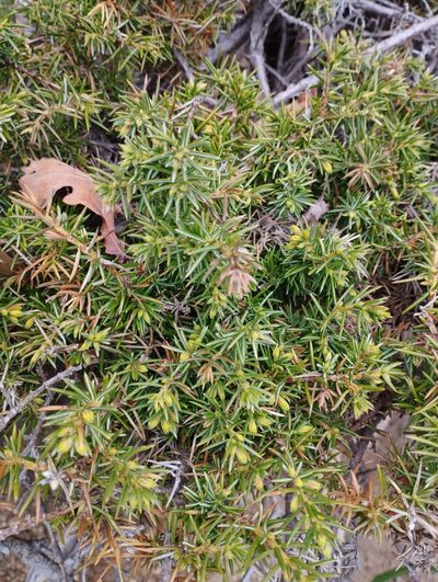 Juniperus rigida, photographed by Tatyana Petrenko