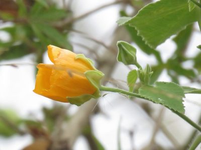 Abutilon grandifolium, photographed by Gustavo Puente