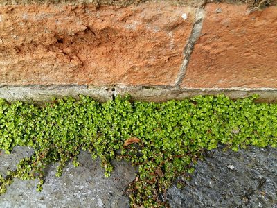 Soleirolia soleirolii, photographed by littleonion