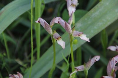 Serapias lingua, photographed by Davide Puddu