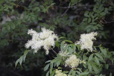Fraxinus ornus, photographed by Davide Puddu