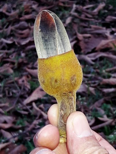 Pseudobombax tomentosum, photographed by Douglas