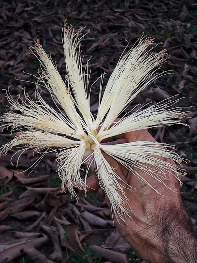 Pseudobombax tomentosum, photographed by Douglas