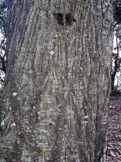 Pseudobombax tomentosum, photographed by Douglas