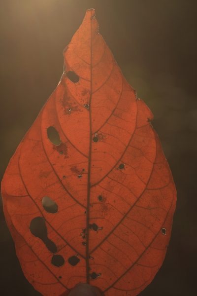 Croton aromaticus, photographed by madhavan a.p