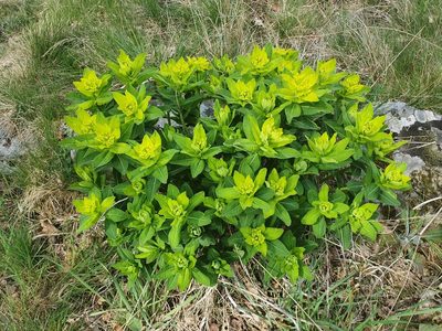 Euphorbia hyberna, photographed by Martiño Cabana Otero