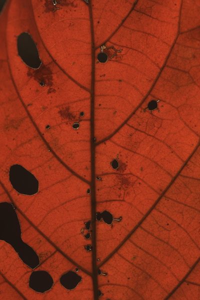 Croton aromaticus, photographed by madhavan a.p