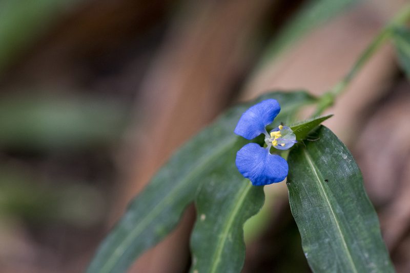 Commelina auriculata, photographed by Licheng Shih