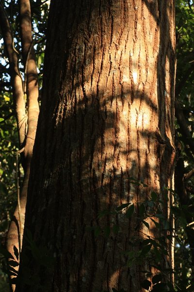 Calophyllum polyanthum, photographed by madhavan a.p