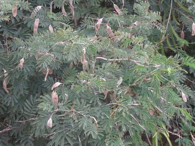 Senegalia bonariensis, photographed by Gustavo Puente