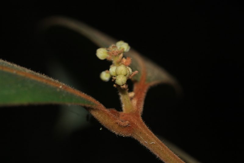 Cryptocarya anamalayana, photographed by madhavan a.p