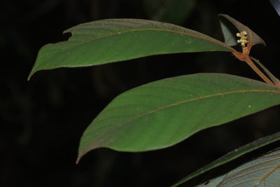 Cryptocarya anamalayana, photographed by madhavan a.p