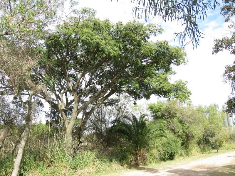Enterolobium contortisiliquum, photographed by Gustavo Puente
