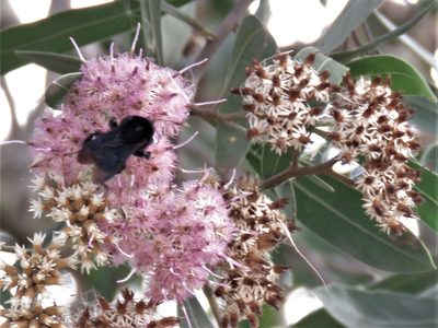 Tessaria integrifolia, photographed by Gustavo Puente