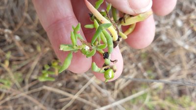 Enchylaena tomentosa, photographed by Rosalie Lawrence