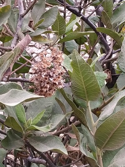 Tessaria fastigiata, photographed by Mariela Nicole Crespo Carrazana