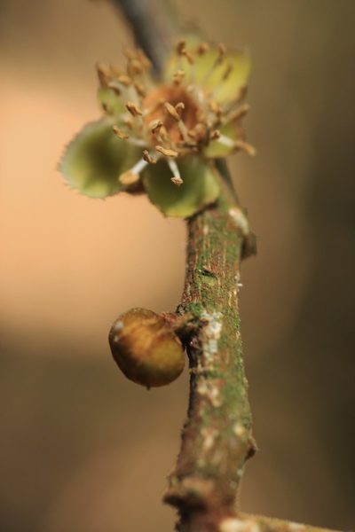Drypetes oblongifolia, photographed by madhavan a.p