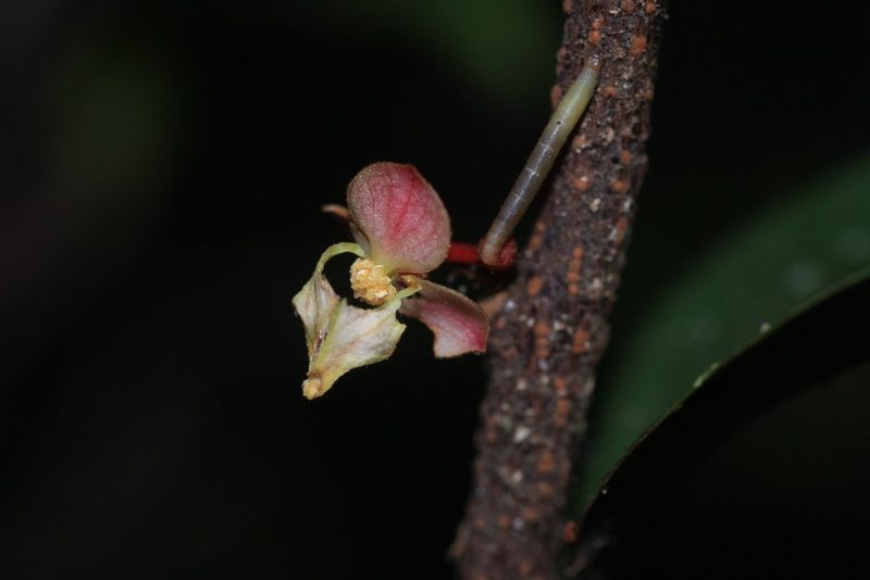 Orophea thomsonii, photographed by madhavan a.p