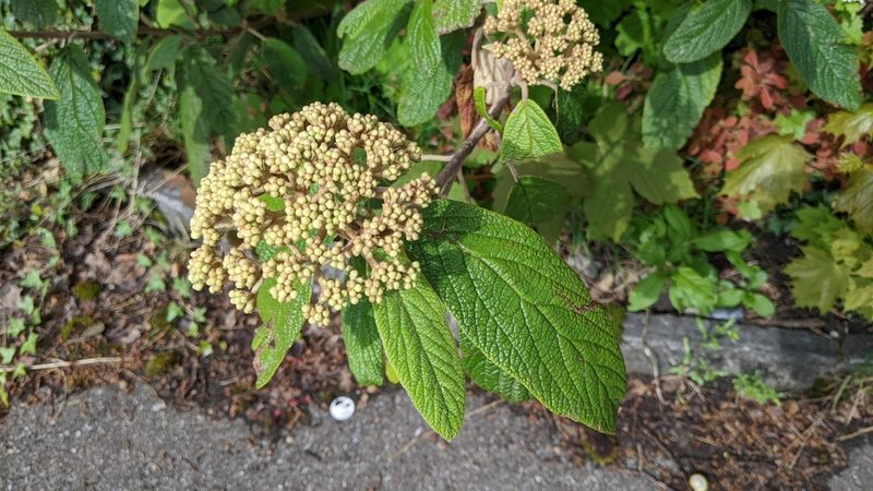 Viburnum rhytidophyllum, photographed by Philipp