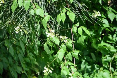 Cardiospermum grandiflorum, photographed by Thomas Mesaglio