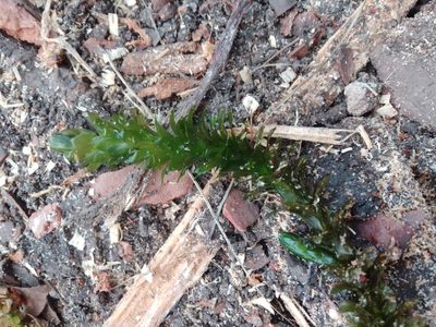 Elodea densa, photographed by Malena Lorente