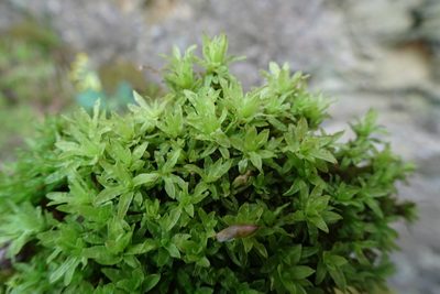 Encalypta streptocarpa, photographed by Zeke Marshall
