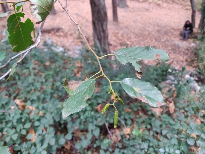 Alnus orientalis, photographed by Davide Puddu