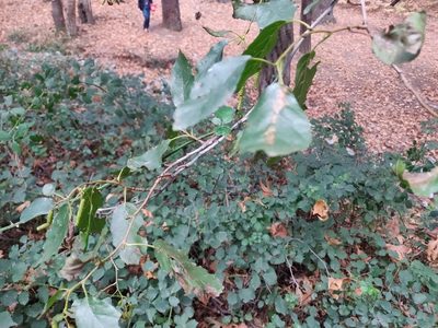 Alnus orientalis, photographed by Davide Puddu