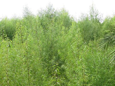 Salix humboldtiana, photographed by Gustavo Puente