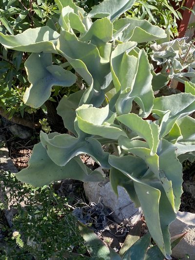 Kalanchoe beharensis, photographed by Christina
