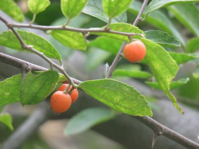 Celtis tala, photographed by Gustavo Puente