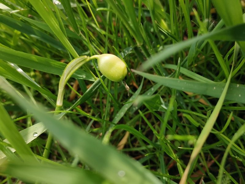 Leucojum vernum, photographed by Lennart