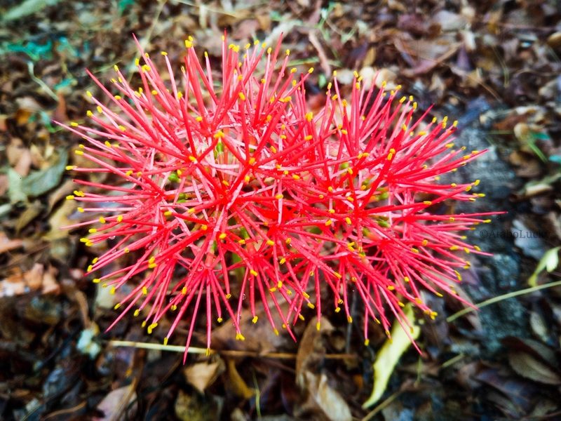 Scadoxus multiflorus, photographed by Lucky Okpanachi Atabo